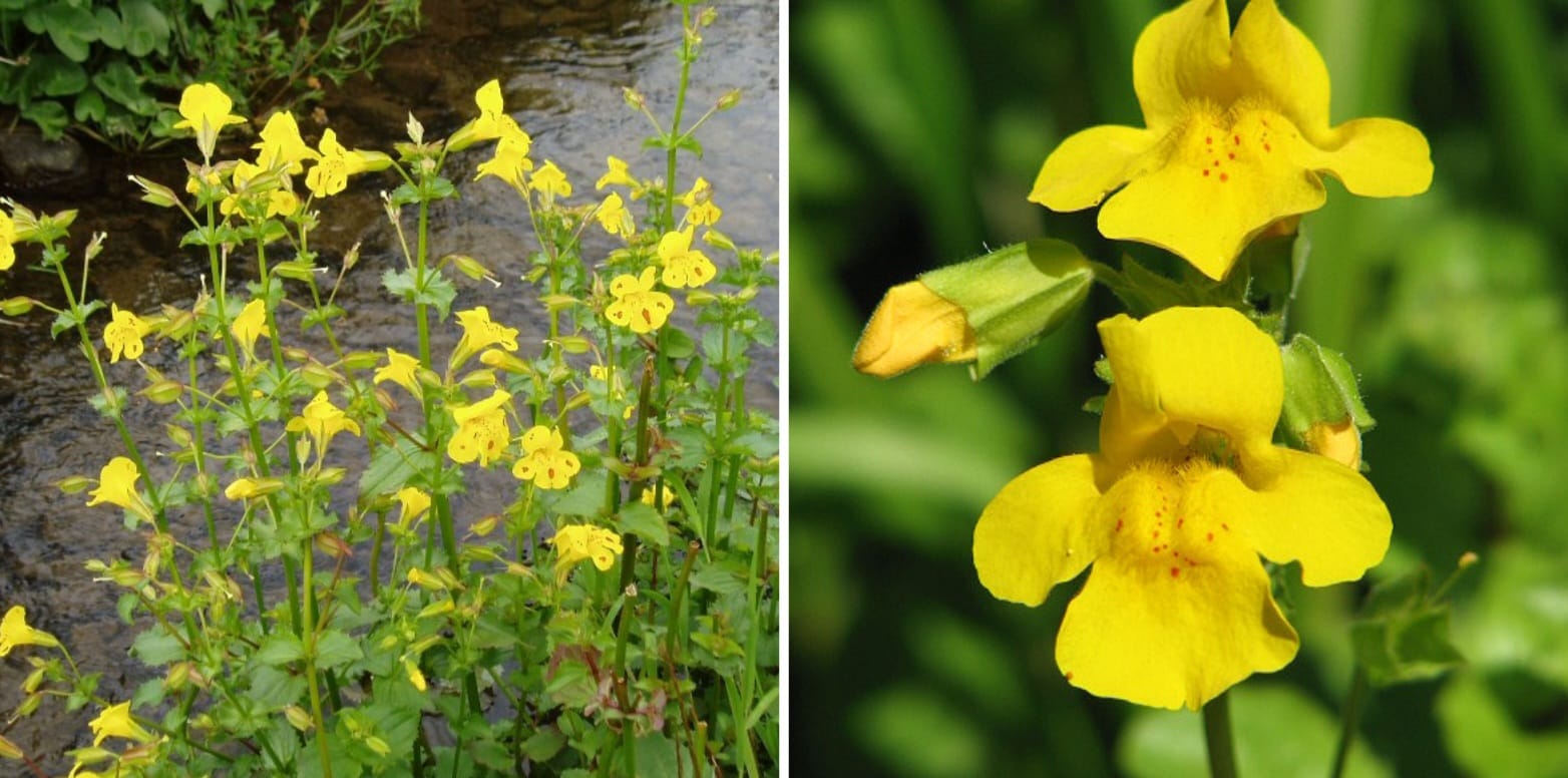 Strach przed konkretną rzeczą i nieśmiałość: Jak esencja Mimulus (Kroplik żółty) dr. Bacha pomaga odzyskać odwagę i pewność siebie?