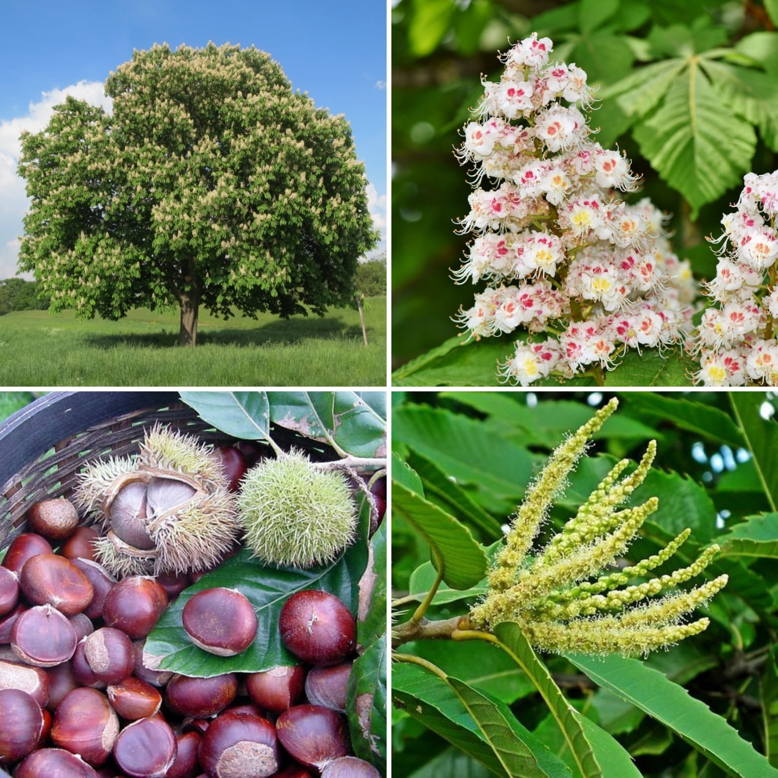 Czarna rozpacz, całkowite załamanie i granica wytrzymałości: Jak esencja Sweet Chestnut (Kasztanowiec jadalny) dr. Bacha przynosi światło w momentach najgłębszej udręki?